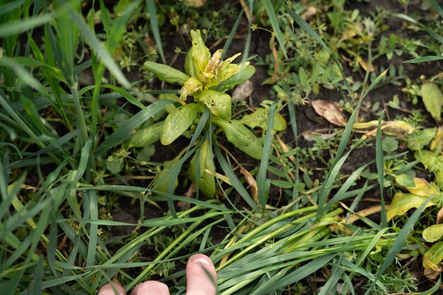 weed control